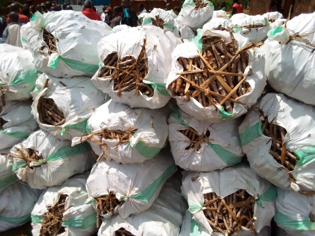 Amélioration de la résilience face au changement climatique des ménages par la culture intégrée du manioc