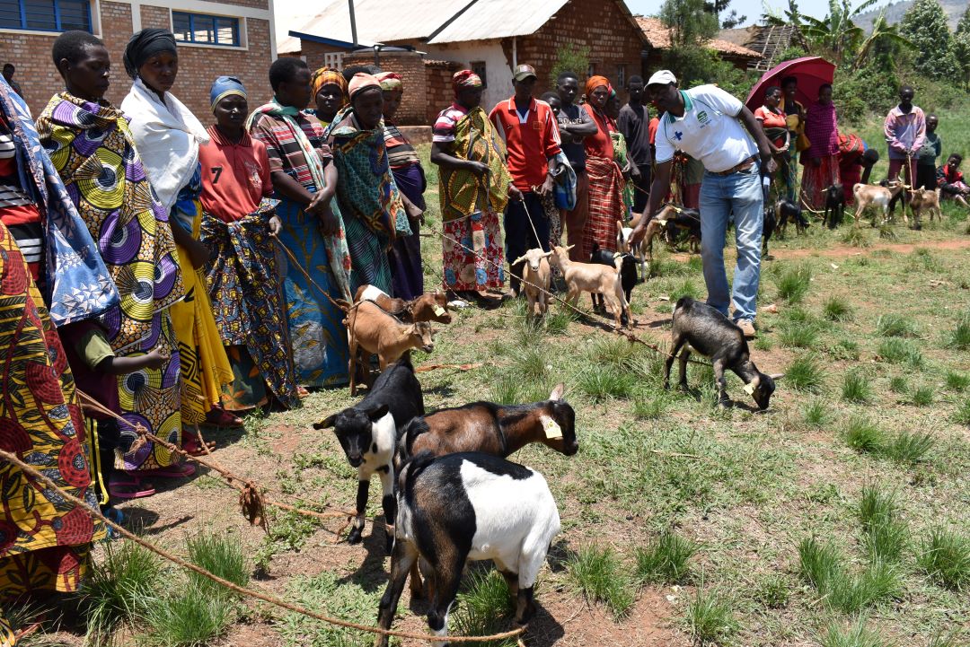 Acquisition des chèvres par les ménages non bénéficiaires grâce à la chaine de solidarité communautaire.  