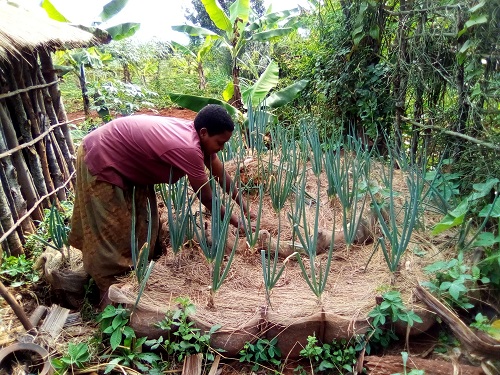 Les cultures maraîchères comme source de stabilité nutritionnelle et financière dans les ménages des petits producteurs à Karusi
