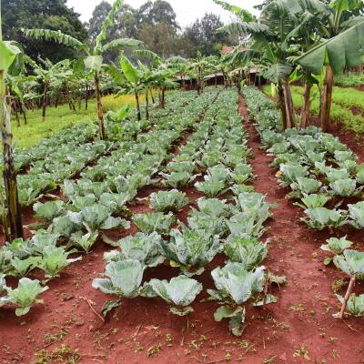 Jardin Potager A Gitega